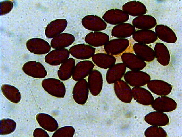 Due giorni di raccolta in 20 foto